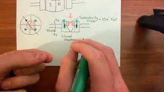 Electrophysiology Part 1  The Resting Membrane Potential RMP amp Action Potentials [upl. by Neville]