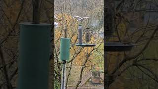 Goldfinch amp Greenfinch Feeding At The Station In My Garden 🐦🌿 Birdwatching NatureLover GardenLife [upl. by Filippo292]