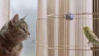 Freeview TV Ad  Cat amp Budgie catandbudgie [upl. by Ahsyas]