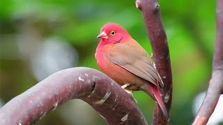 RedBilled Firefinch [upl. by Quartas]