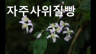 덩굴조희풀자주사위질빵Creeping hyacinthflower clematis [upl. by Midian]