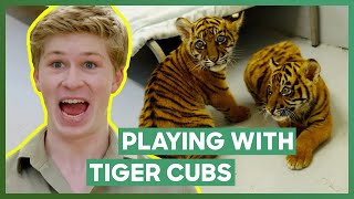 Robert Irwin Plays With Three Tiger Cubs  Crikey Its The Irwins [upl. by Eadmund845]