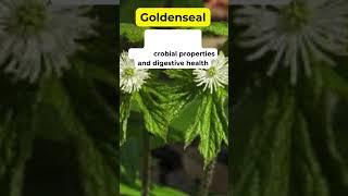 Goldenseal Health Benefits Herbal Plant holistic medicinalplants herbalmedicine [upl. by Ahsyak]