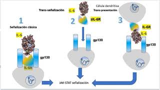 Inmunología  Citoquinas Principales de la Respuesta Inflamatoria Versión Alumno 11 [upl. by Avek]