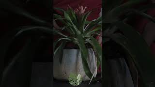 Soothing Guzmania Lingulata ASMR Drift Away with Natures Gentle Touches for Deep Relaxation [upl. by Darrin403]