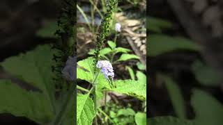 Heliotropium plant 💕💕🌹🌹 [upl. by O'Neill]