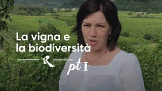 Le Due Terre Silvana Forte  La vigna e la biodiversità Pt1 [upl. by Lednahs]