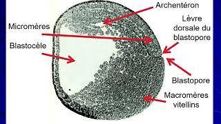 COURS BIOLOGIE  MODELE D EMBRYOLOGIE HISTOLOGIE PARTIE 3  GASTRULATION  SVI  BCG [upl. by Oinegue]