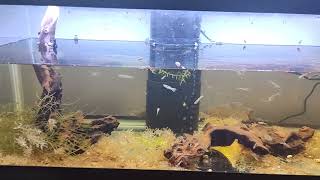 Lime Green Endler amp Wild Guppy Hybrid Colony 20 Gallon Long amp 35 Gallon Aquarium Updates amp Plans [upl. by Eyllek657]