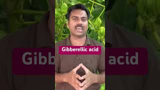 Gibberellic acid  Use in Agricultural Crops Gibberellicacid gibberellin abidaliagrarian farming [upl. by Irtimid]