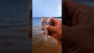 Found dead kapasanfish on the beach shorts viralvideo fish kapasanfish [upl. by Ibbie409]