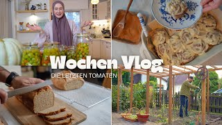 Unsere letzte Tomaten Ernte  Vollkorn Zimtschnecken erster versuch  VLOG [upl. by Wettam]