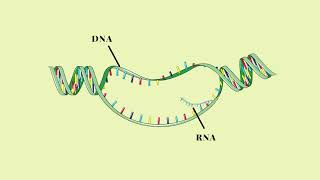 Trascrizione del DNA  Pillole di Scienza [upl. by Aleuname]