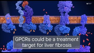 GPCR proteins regulate the fibrosis promoting protein IRF3 in liver cells [upl. by Casilde]