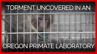 PETA Uncovers Torment of Infant Japanese Macaques in an Oregon Primate Laboratory [upl. by Arebma823]