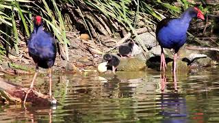 Australasian Swamphen chicks  Centennial Park [upl. by Reider88]