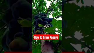 How to Plant Papaya papaya timelapse [upl. by Mat]