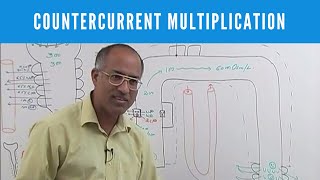 Urine Concentration and Dilution  Countercurrent Multiplication [upl. by Halpern]