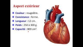 la configuration extérieur du cœur  anatomie cours 2 [upl. by Nohtahoj390]