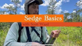 Basics of Sedge Morphology with Scott Ward [upl. by Arahsal394]