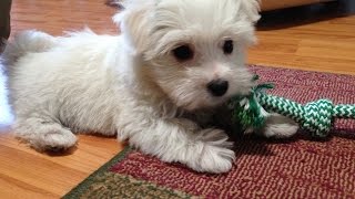 Cute Maltipoo Pups Enjoying Cheese [upl. by Xonnel898]