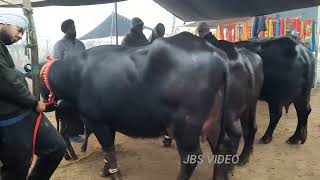 पशु मंडी खंन्ना 812024 Parmveer came in Khanna mandi with five Murrah Buffaloes jbs video [upl. by Chloette]