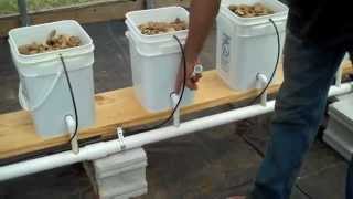 Dutch Bucket Aquaponics [upl. by Llenrac]