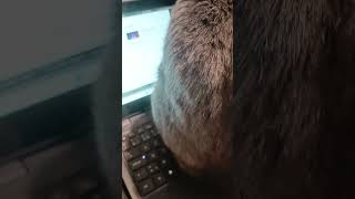 My cat was hacking the computer [upl. by Serdna]