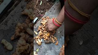 pasupu viralshorts ytshorts trendingshorts turmeric teluguvlogs plants [upl. by Enicnarf]