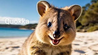 Quokka the worlds happiest animal [upl. by Adamina]