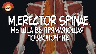 Мышца выпрямляющая позвоночник merector spinae 3D Анатомия [upl. by Fogarty]