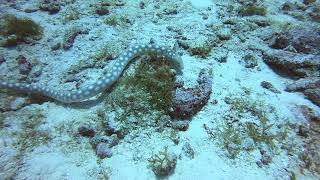 Sharptail Eel Swimming ocean floor [upl. by Kcirdez726]