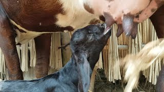 Oh my god See Cows a goat drinks milk from cows milk [upl. by Aloap]