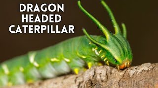 Dragon headed caterpillar [upl. by Prue]