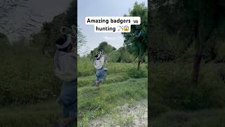 Amazing badgers 🦡 hunting 😱hunting animals badgers shorts viralshort youtubeshorts [upl. by Aterg]