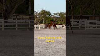 horses fighting while playing 🤪🙄😱 horse horses [upl. by Ligetti]