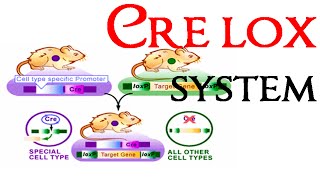 Cre lox recombination system [upl. by Tadio807]