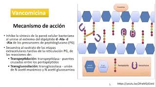 Glucopéptidos y lipopéptidos Vancomicina  Dra Ingrid Rivera [upl. by Asit]