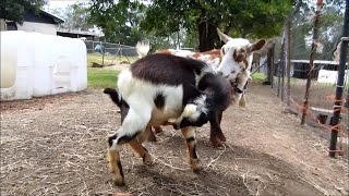 Autofellatio Oral Self Stimulation in Male Goats [upl. by Jobe264]