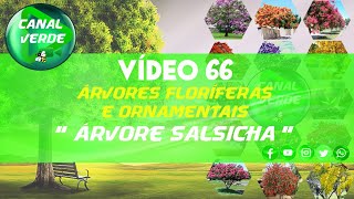 VÍDEO 66  ÁRVORE SALSICHA  SÉRIE ÁRVORES FLORÍFERAS E ORNAMENTAIS [upl. by Anaeel]