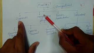 Trigeminal nerve branches mnemonics [upl. by Sama242]