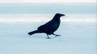 An Alaskan Raven Just Living His Life [upl. by Arawaj967]