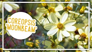 Plant of the Week Coreopsis Moonbeam [upl. by Eiten]