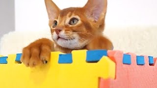 This longeared Abyssinian kitten plays nonstop [upl. by Friday838]