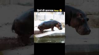 Why Do Hippos Spray Their Poop 😂shorts amazingfacts hippo [upl. by Goldsmith]