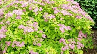 Renewal Pruned Spirea Flourishing [upl. by Agle]