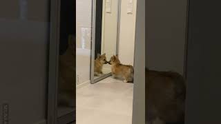 Corgi Finds A New Friend In The Mirror 😂 [upl. by Bueschel764]