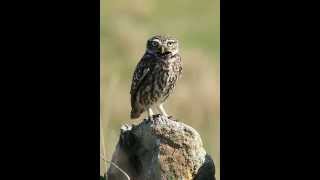 Athene noctua Little owl 6 Alarming sound of male near the nest [upl. by Nagiam455]