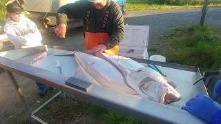 Alaskan Halibut Fishing Filleting the Catch [upl. by Feldt525]