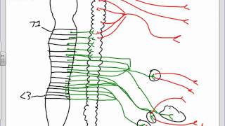 Autonomic Nervous System Anatomy Introductionpptx [upl. by Boesch]